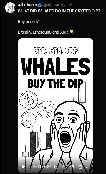 What Did Whales Do in the Crypto Dip?