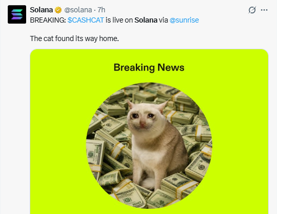 cash cat goes live on solana network cash cat goes live on solana network