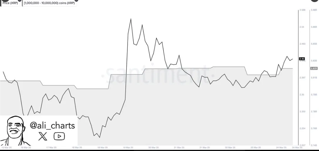 XRP whale activity XRP whale activity