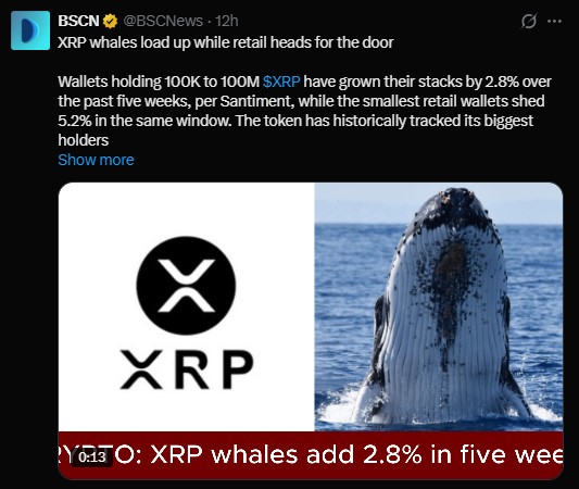 Whale wallets holding between 100,000 and 100 million coins Whale wallets holding between 100,000 and 100 million coins