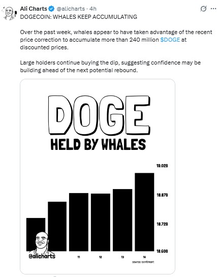 Doge Whale Accumulation Doge Whale Accumulation