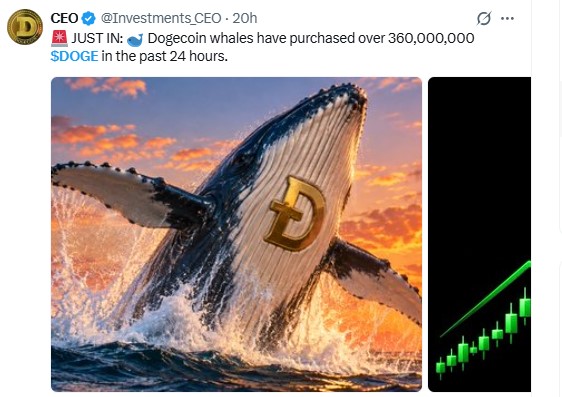 DOGE Whale Buying DOGE Whale Buying