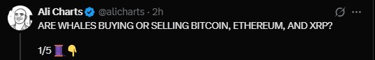 Crypto analyst Ali shared the whale data on X Crypto analyst Ali shared the whale data on X