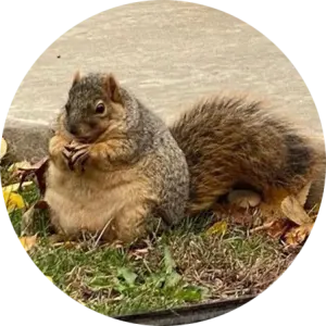 Winnie The Chubby Squirrel