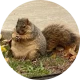 Winnie The Chubby Squirrel best ico: First DEX Memecoin